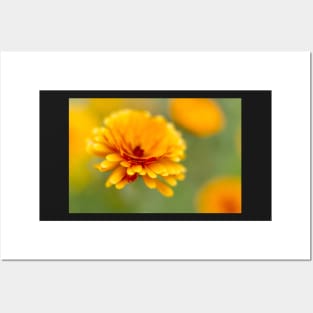 Marigold Flower Posters and Art